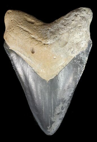 Serrated Megalodon Tooth - Bone Valley, Florida #48673